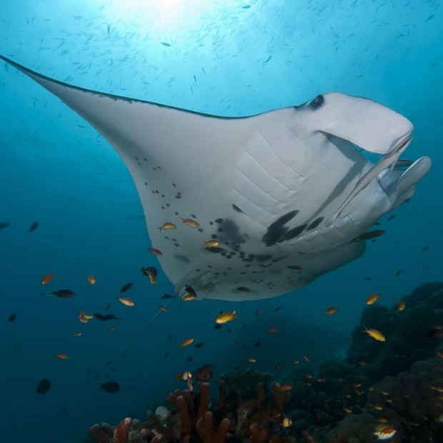 World first: Manta ray sanctuary