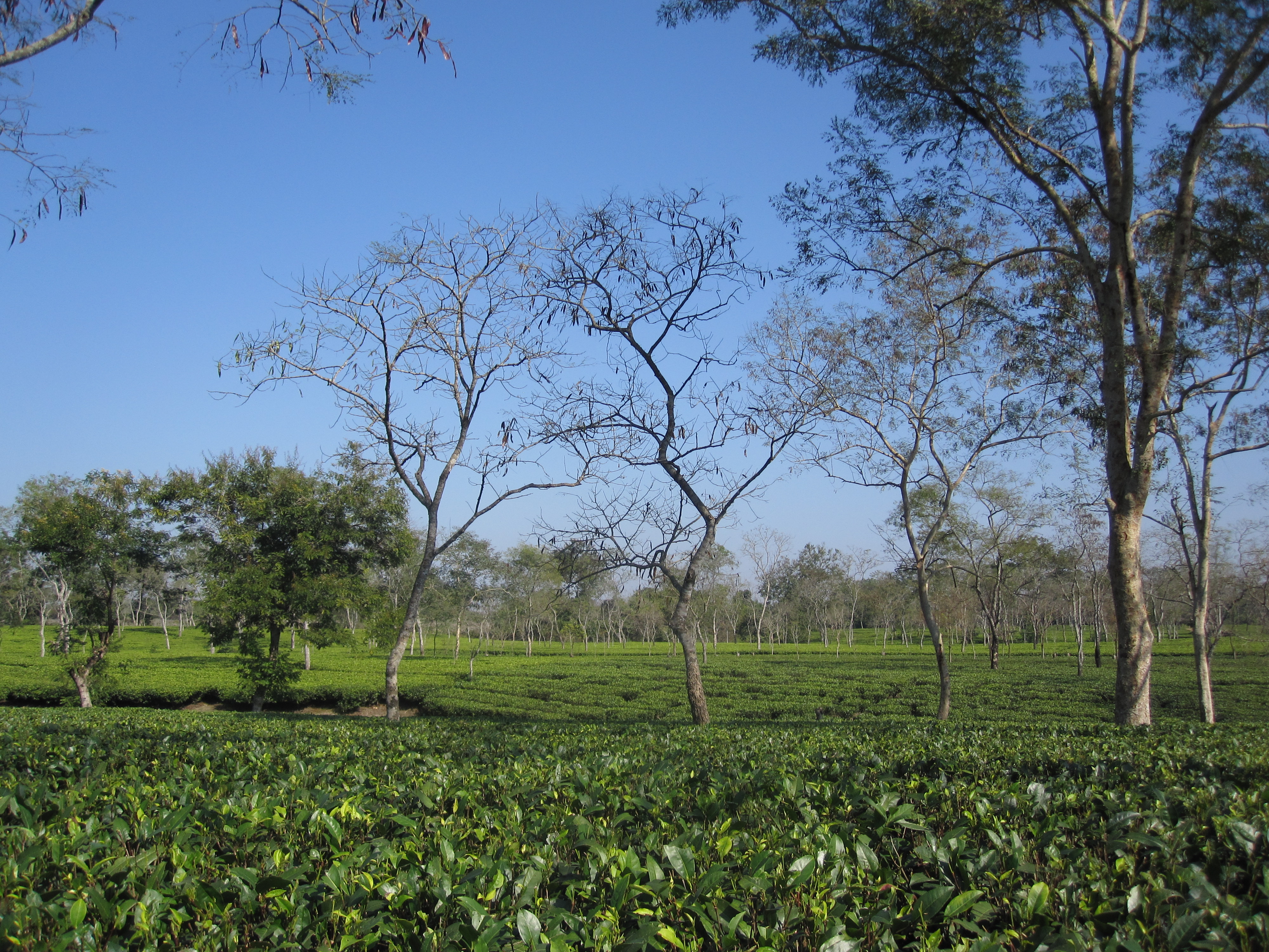 Tea crops