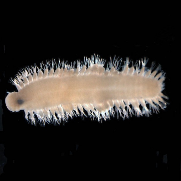 Deep sea worm