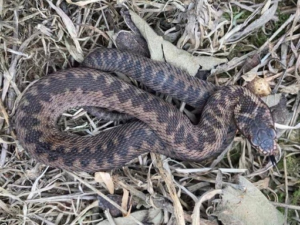 An adder coiled up on a bed of dry leaves